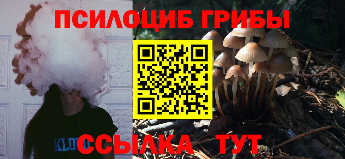 Урюпинск  Галлюциногенные грибы Cubensis  Вход с VPN 